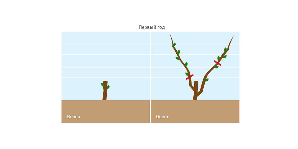 Расстояние между растениями