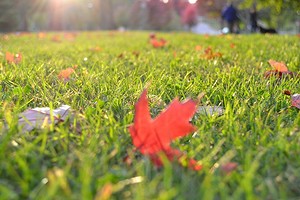 Газон осенью: 6 обязательных дел для подготовки к зиме, правила осеннего посева