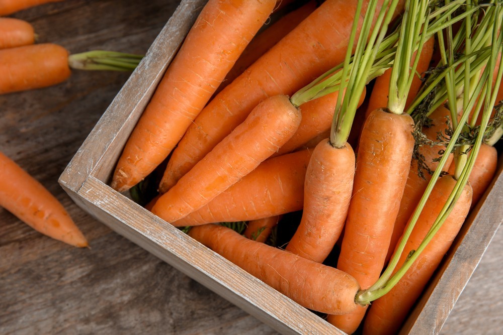Как хранить морковь в квартире. Хранение моркови. Наименование моркови для хранения. Морковь хранение в навал.
