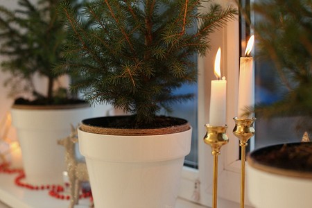 7 правил ухода за елкой в горшке, которые продлят ей жизнь