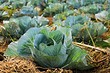 Что сажать после капусты: 5 лучших культур для хорошего урожая