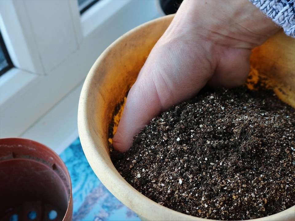 чем можно заменить песок при посадке растений