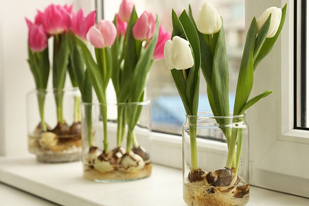 Тюльпаны к 8 Марта: как провести выгонку правильно и получить цветы ранней весной