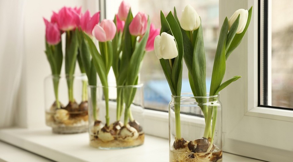 Тюльпаны на 8 Марта 24 фото как вырастить их в домашних условиях | Начинающим выгонка посадка выращивание в теплице и горшке