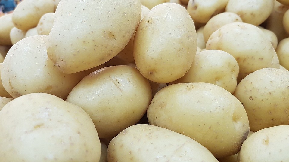 Лучшие сорта картофеля для средней полосы России: новые для Самарской, Орловской и других областей, урожайные ранние и поздние сорта