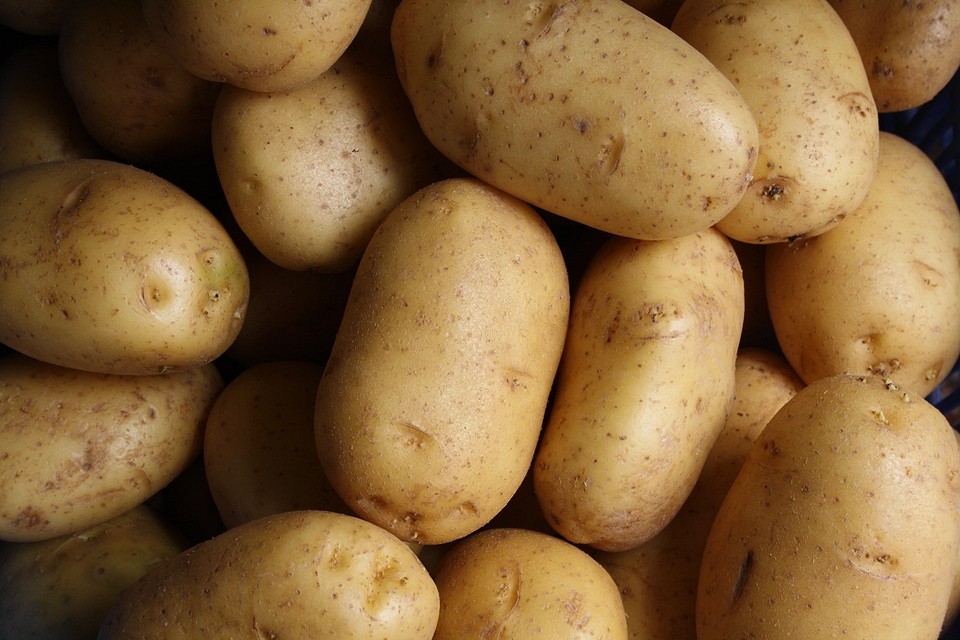 18 лучших сортов картофеля для средней полосы России