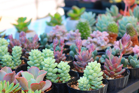 12 видов суккулентов: названия, фото, правила ухода