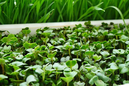 Что сажают в марте: 16 растений, которые уже можно посадить на рассаду