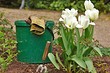 Когда сажать тюльпаны: сезон и рекомендуемые сроки для разных регионов
