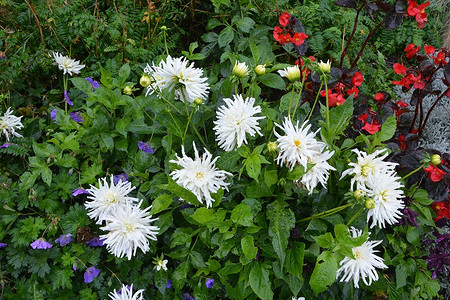 Неприхотливые цветы для дачи: 24 лучших культуры