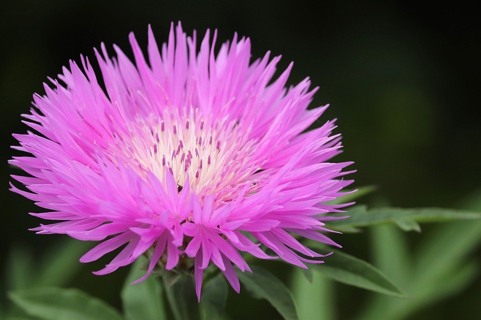 Неприхотливые цветы для дачи: 24 лучших растения для сада