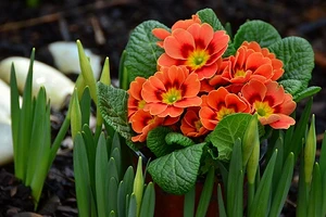 7 цветов для клумбы, которые зацветают первыми