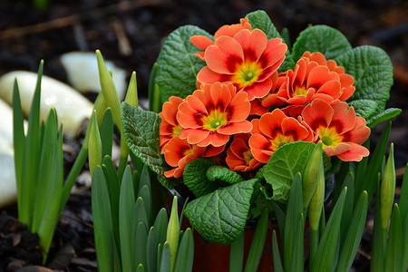 7 цветов для клумбы, которые зацветают первыми