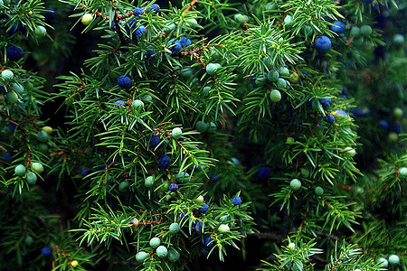 Сорта можжевельника: 18 лучших с фото и описаниями