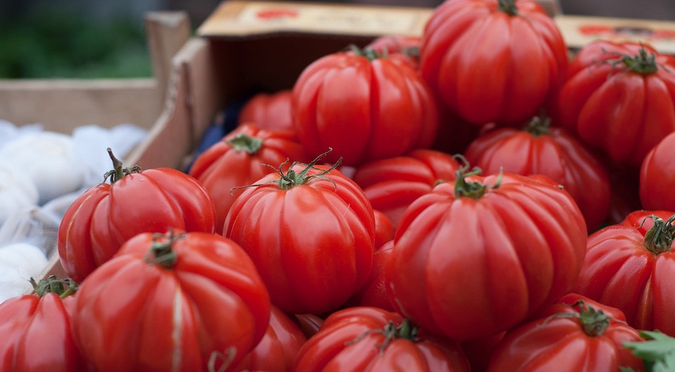 15 лучших сортов томатов для открытого грунта