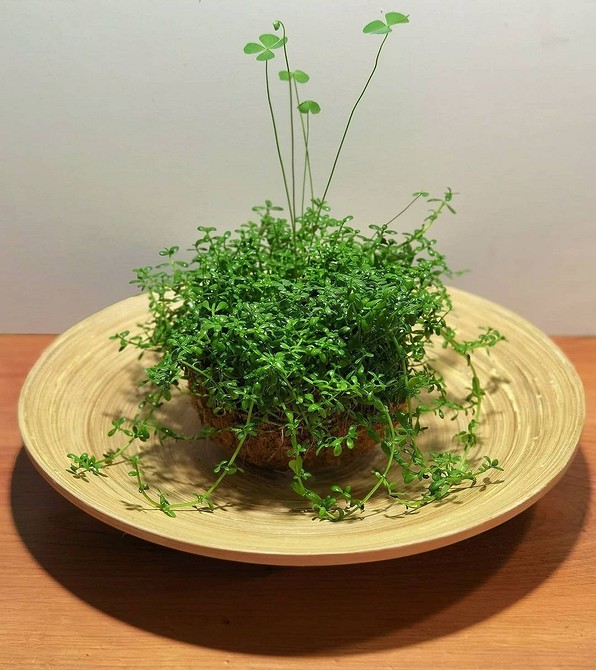 Бакопа: как самостоятельно вырастить экзотическое растение на даче 
