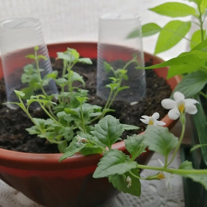 Бакопа: как самостоятельно вырастить экзотическое растение на даче 