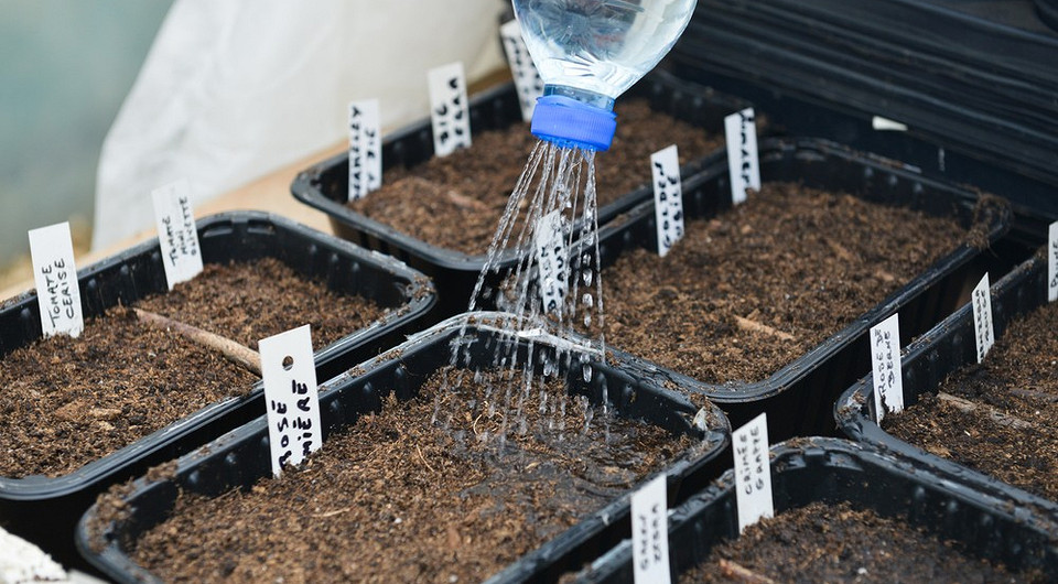 Рассада лука в домашних условиях: инструкция и сроки для сезона-2023