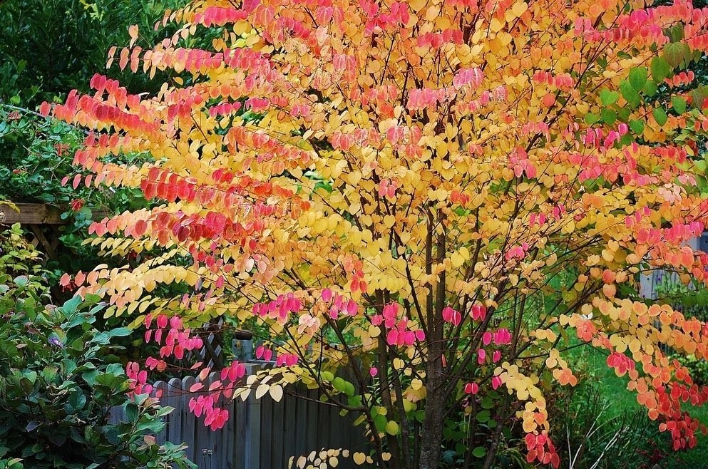 Декоративные деревья для сада: 12 названий лучших видов, которые вы захотите вырастить 