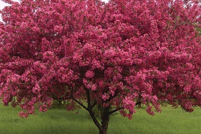 Декоративные деревья для сада: 12 названий лучших видов, которые вы захотите вырастить 