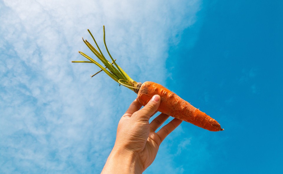 Посадка моркови: советы и правила на 2023 год