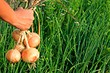 Выращивание лука Эксибишен: сроки в сезоне-2023, правила посадки и ухода