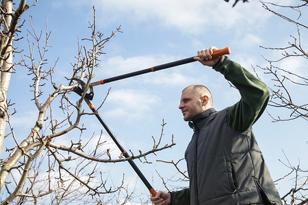 Обрезка сливы: правила, лучшее время и техники, которые нужно знать садоводу