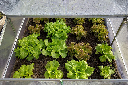 Как построить простой парник из поликарбоната: инструкция, чертежи и 50 фото