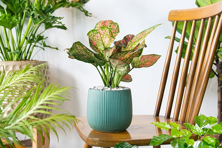 Красиво, но сложно: 5 растений, с которыми едва справляются даже опытные цветоводы