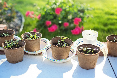 Что и когда сажать: лунный посевной календарь на апрель 2023 года