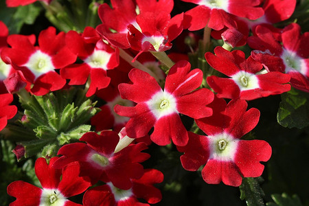 Как вырастить рассаду вербены в домашних условиях: 6 полезных советов