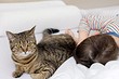 7 лайфхаков простой уборки для тех, у кого есть дети и домашние животные