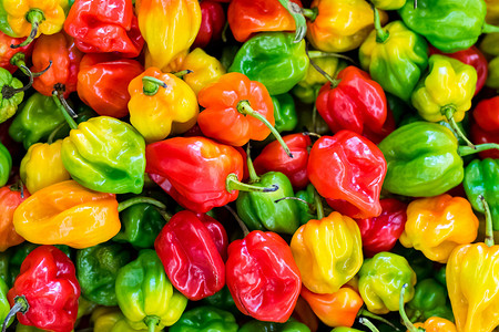 Высадка перца в грунт: сроки, благоприятные дни и другие правила для лучшего урожая