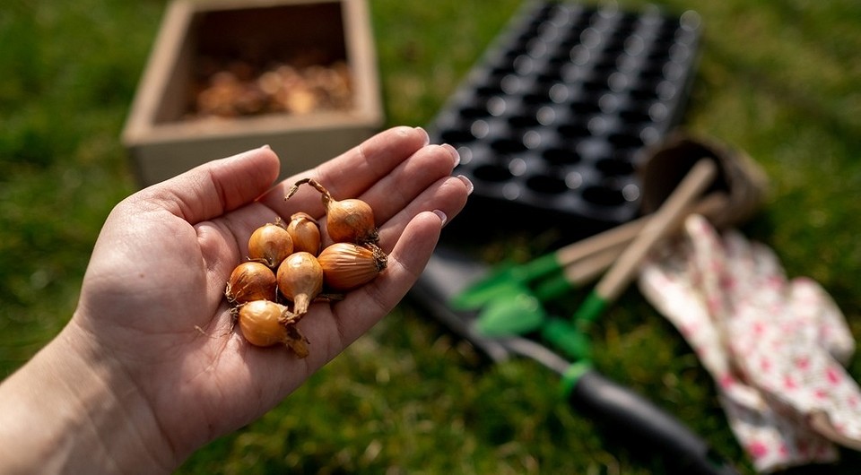 Как и когда лучше сажать лук-севок весной в открытый грунт?