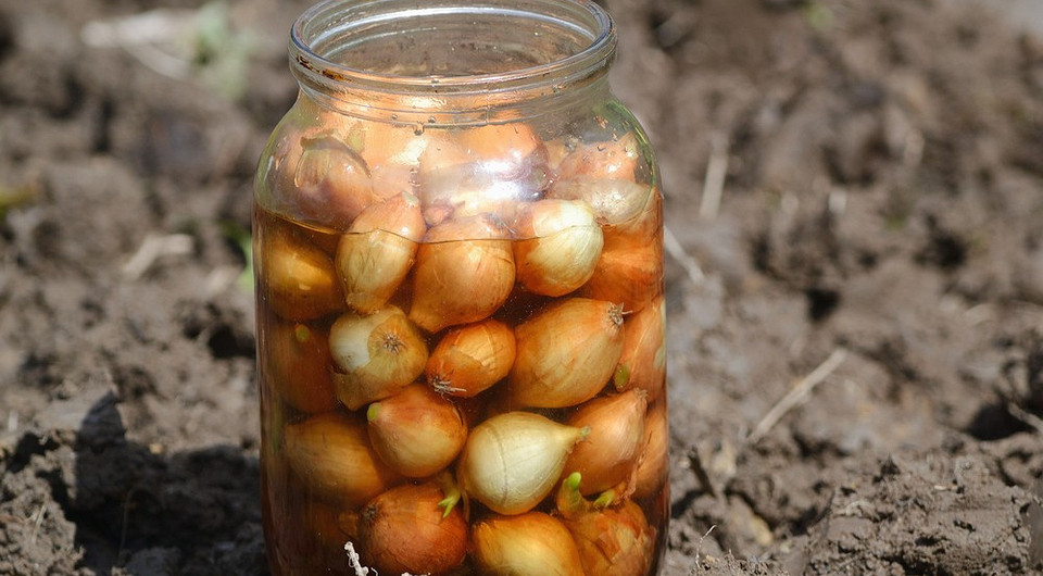 Посадка лука-севка в открытый грунт весной: сроки, выбор места и подробная инструкция