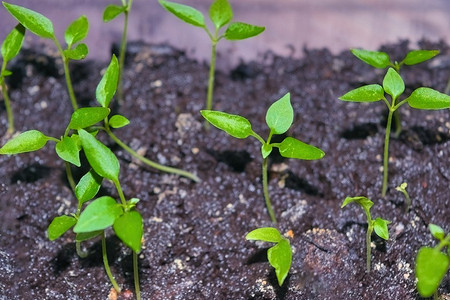 У рассады перца желтеют листья: 7 причин и способов решения проблемы