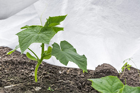 Укрывной материал для грядок: виды, советы по выбору и 4 названия лучших