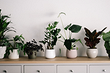 7 растений для тех, кто хочет озеленить квартиру, но не уверен в своих силах