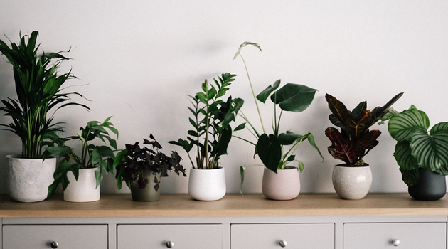 7 растений для тех, кто хочет озеленить квартиру, но не уверен в своих силах