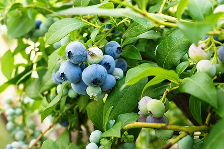 Чем подкормить голубику: лучшие удобрения, этапы подкормки и опасные составы