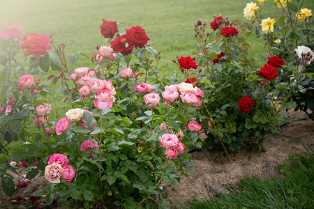 Клумба с розами на даче: лучшие сорта, идеи оформления, сочетание с другими растениями (82 фото)