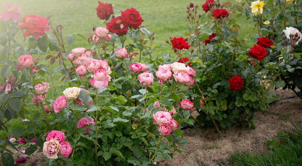 Клумба с розами на даче: лучшие сорта, идеи оформления, сочетание с другими растениями (82 фото) Клумба с розами на даче: лучшие сорта, идеи оформления, сочетание с другими растениями (82 фото)
