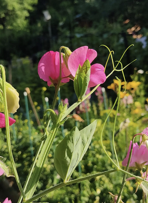 7 вариантов растений для модного цветника этим летом