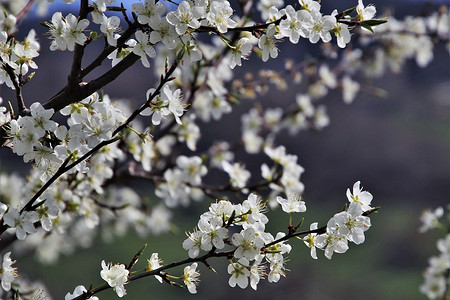 Подкормка плодовых деревьев весной: правила и 9 лучших удобрений для хорошего урожая
