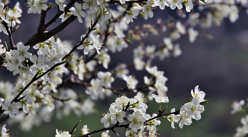 Подкормка плодовых деревьев весной: правила и 9 лучших удобрений для хорошего урожая