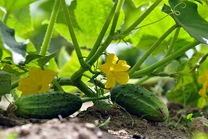 Что сажать рядом с огурцами: 7 идеальных соседей и 4 нежелательных