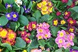 Многолетние низкорослые цветы: 8 названий лучших видов для вашей дачи (с фото)