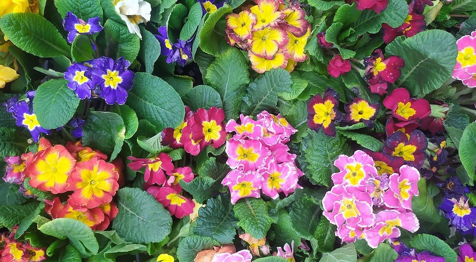 Низкорослые многолетние цветы: 8 фото и названия
