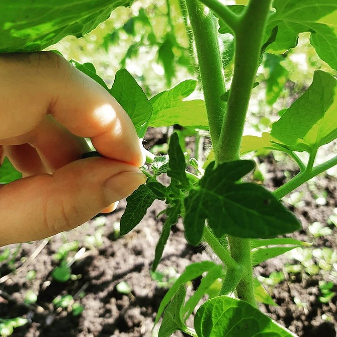 Как пасынковать помидоры: простые инструкции для теплицы и открытого грунта, пошагово фото и видео