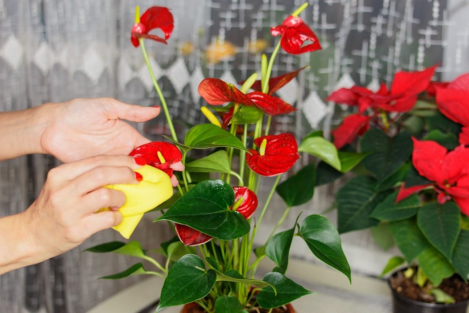 Цветок мужское счастье (антуриум): уход в домашних условиях | ivd.ru